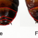 How to Identify Male and Female Cockroach