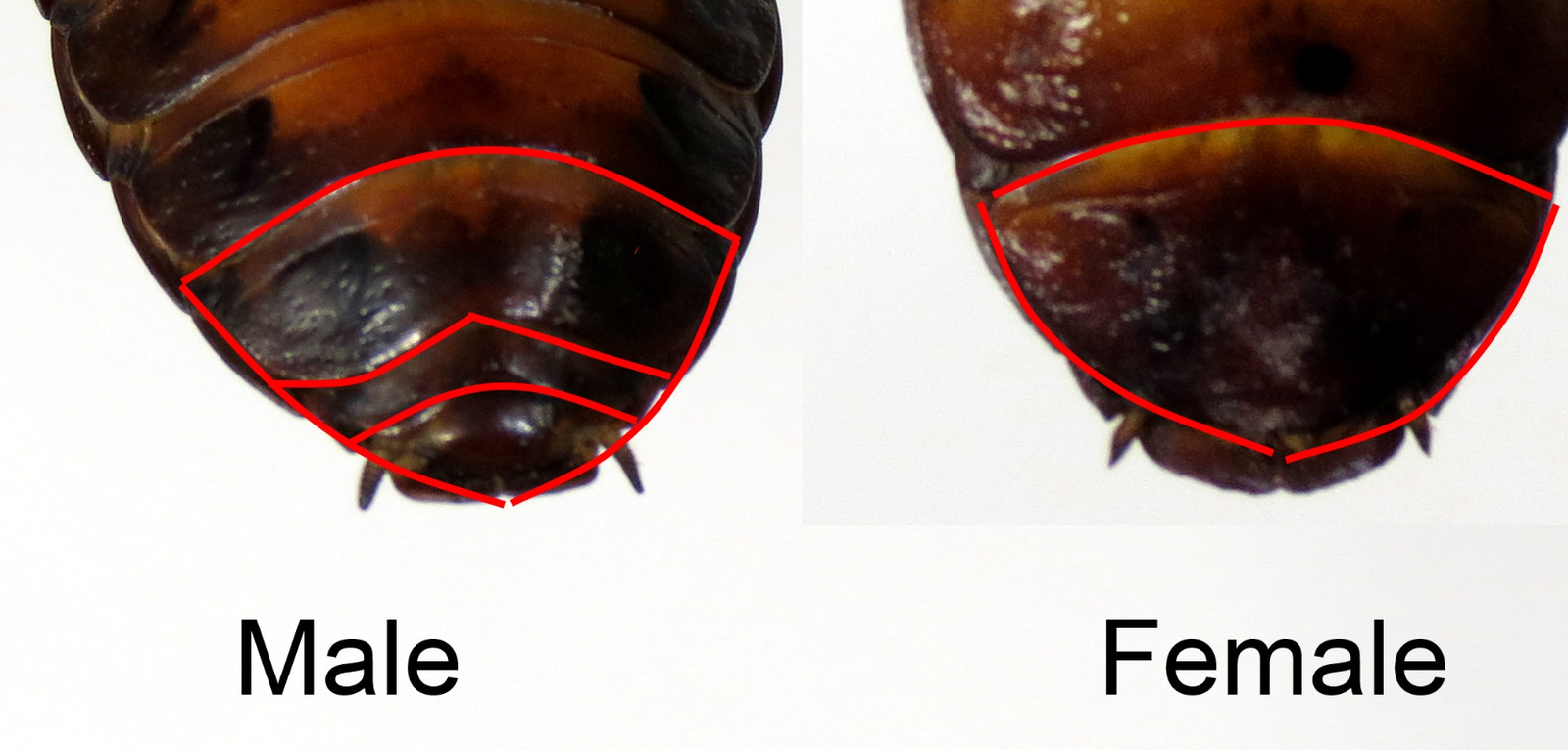 How to Identify Male and Female Cockroach