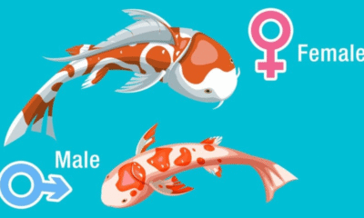 Identify Male and Female Fish