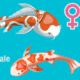 Identify Male and Female Fish