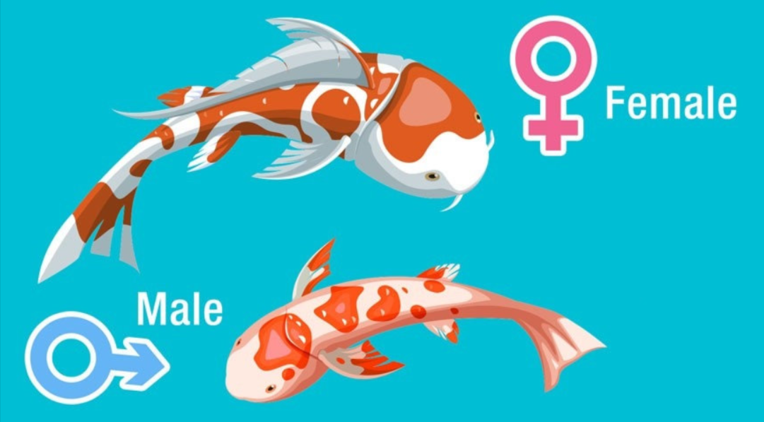 Identify Male and Female Fish