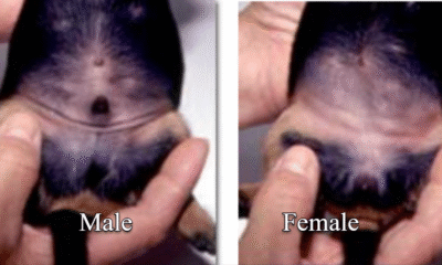 Identify Male and Female Dog