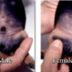 Identify Male and Female Dog